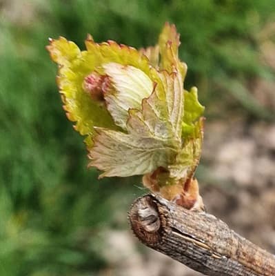 Vigneron en champagne en mai